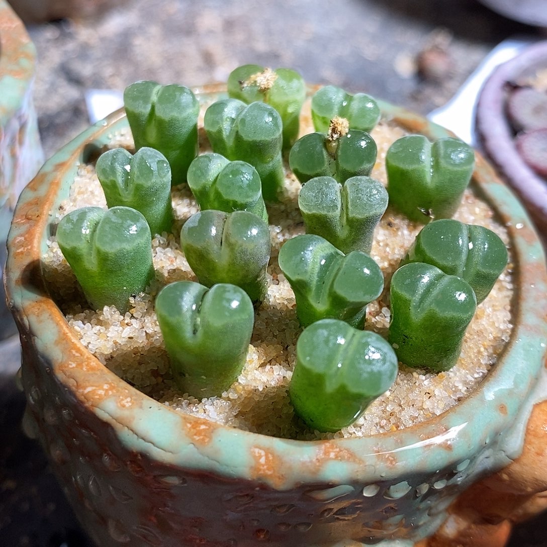 一颗极窗风铃。    