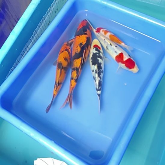 锦鲤盆拍五尾顺丰到付不包邮