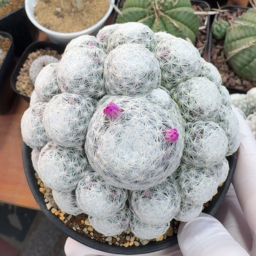 姬春星仙人球22345