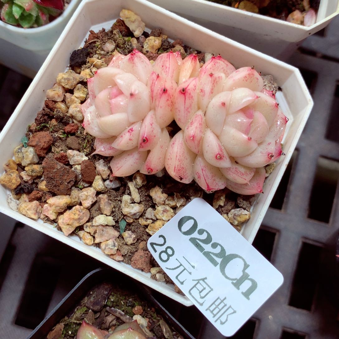 5厘米盆精控多肉0022