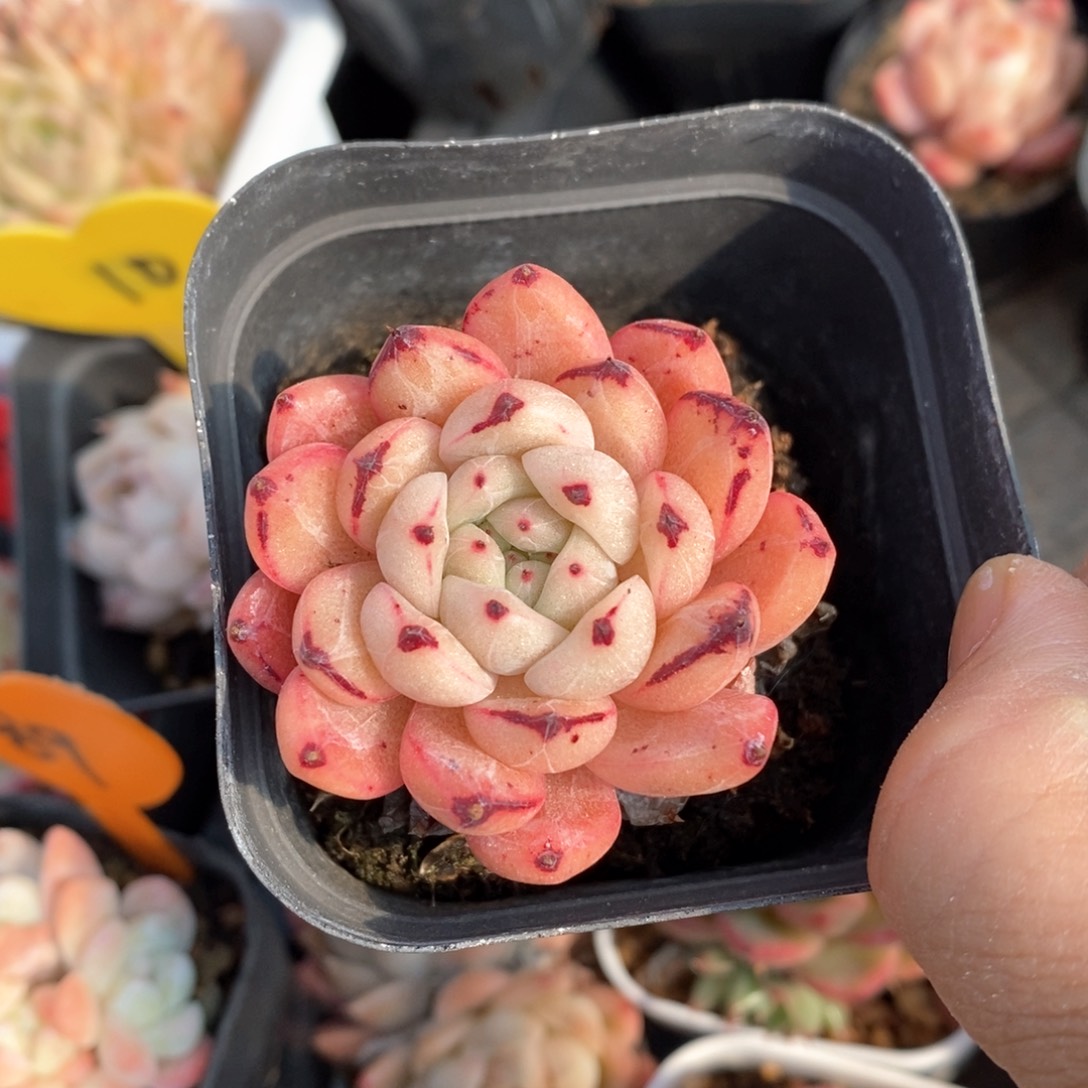 精品多肉一物一拍不包整7