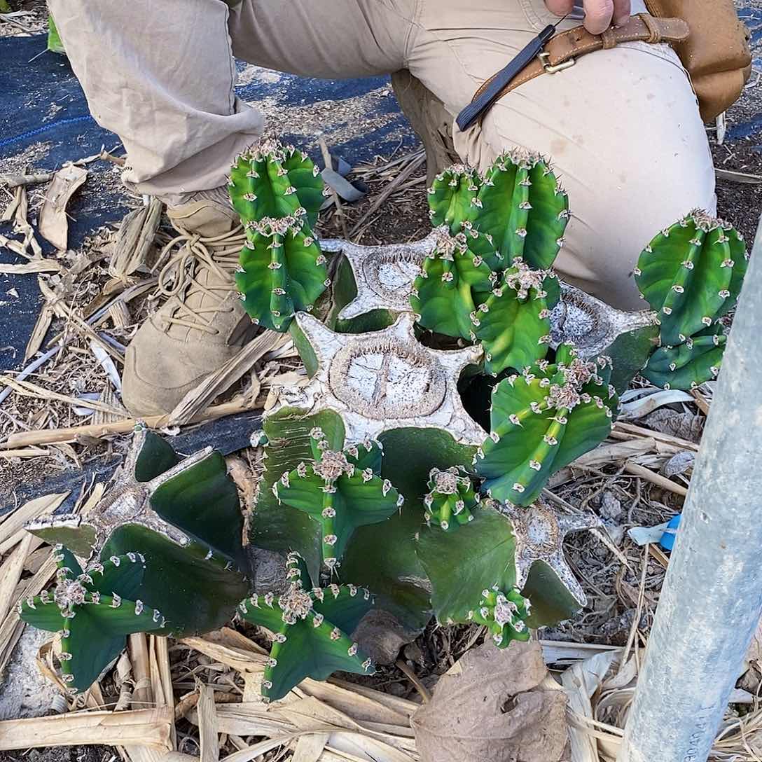 秘鲁苹果母头5头15个侧枝左右有根