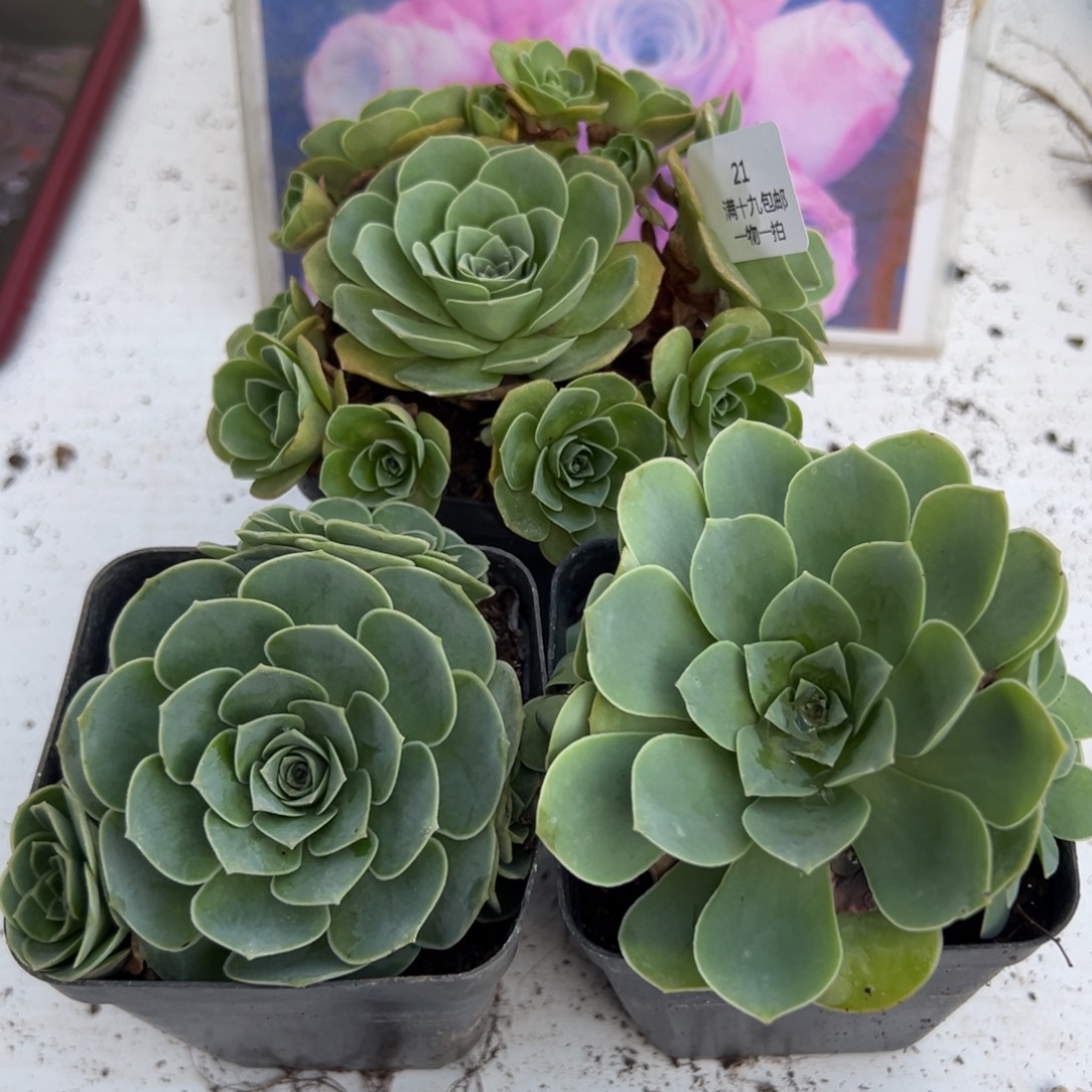 21 山地玫瑰基地带盆土