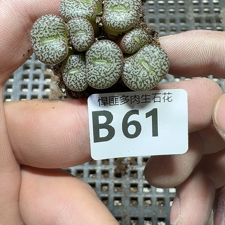 61 多肉植物多肉植物