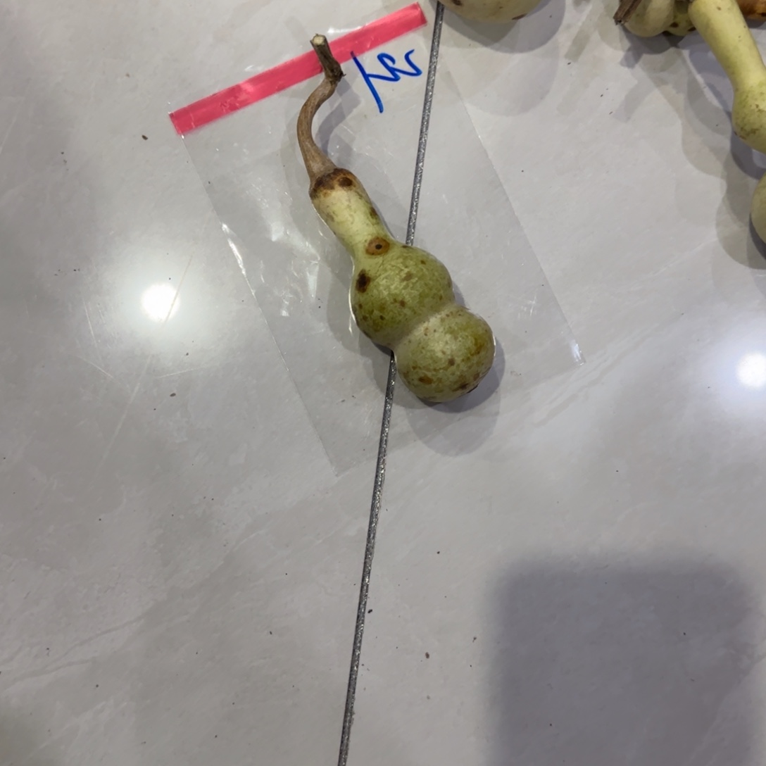s***e青皮不包成青皮不包成