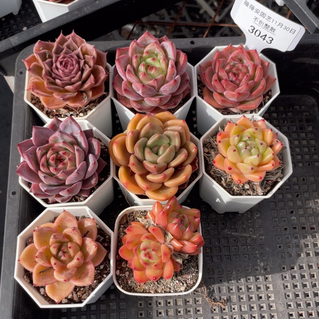 不包整散 盆子不售后3043