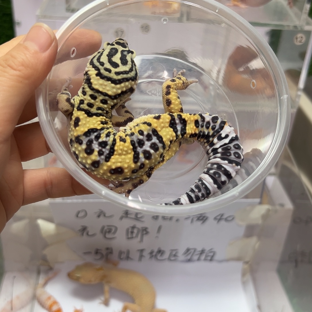 豹纹守宫豹纹守宫