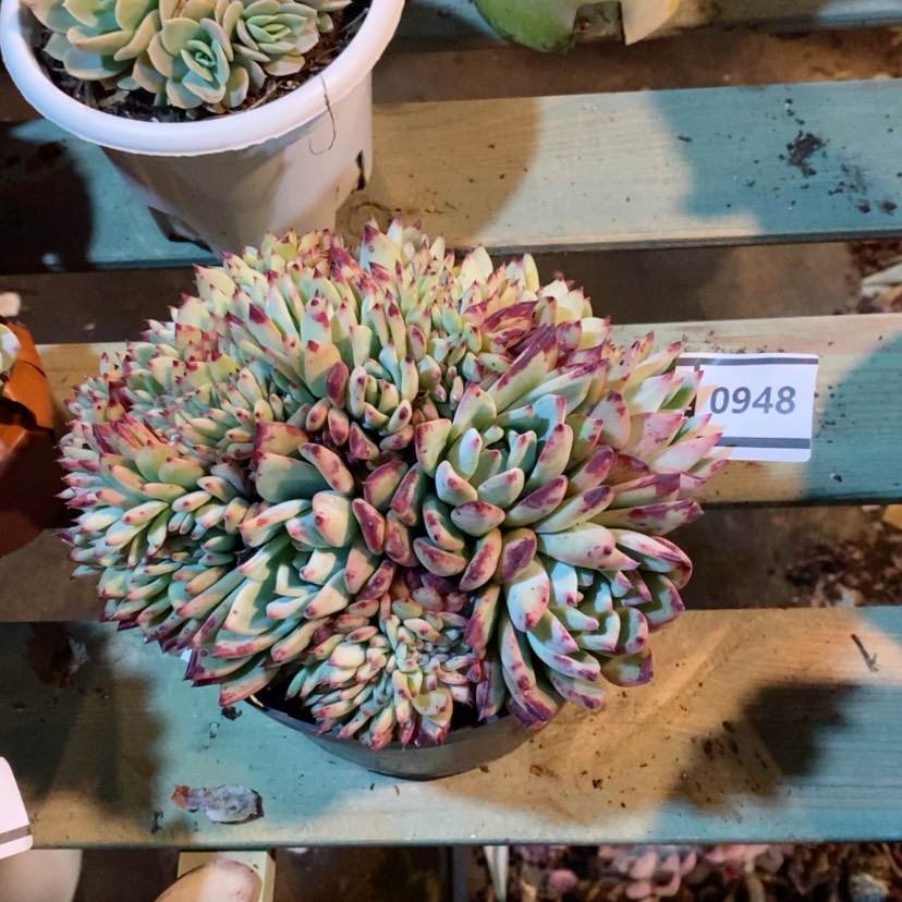 【闪购商品】红拉糖缀0948