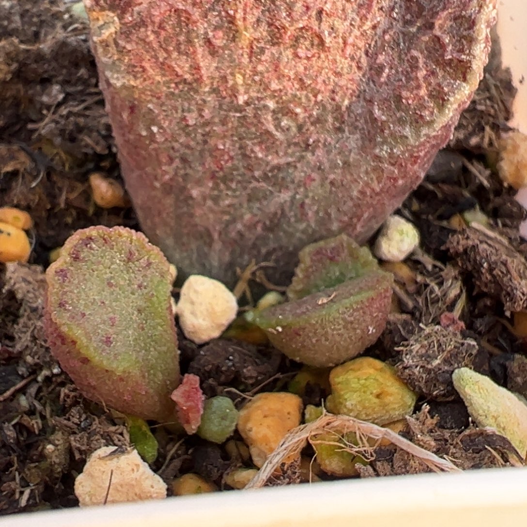 33火凤凰叶插苗大苗多头