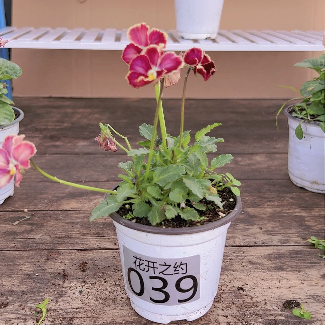 【闪购商品】完全开放039号