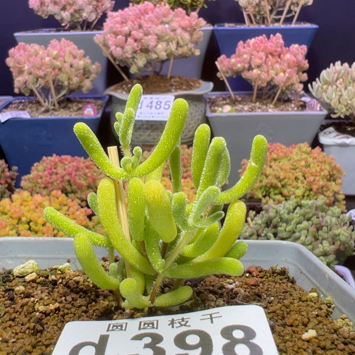 【闪购商品】d398小星星黄锦枝干番杏