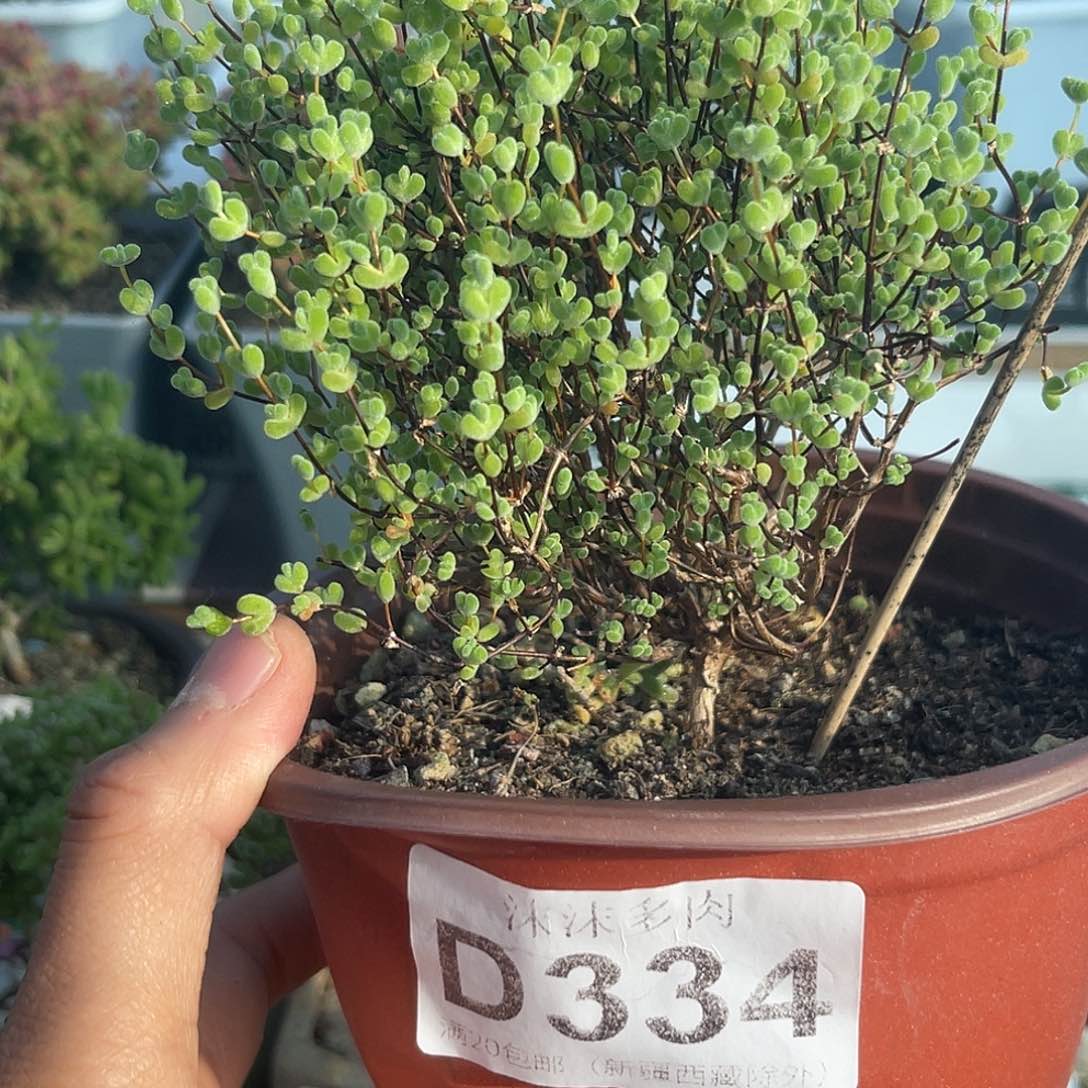 334莱斯枝干番杏