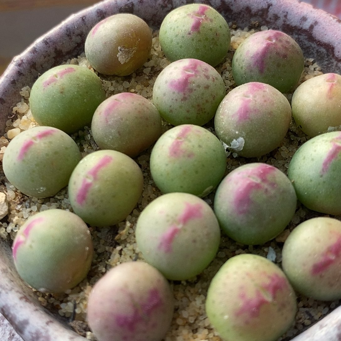 136号皮卡丘一颗。        