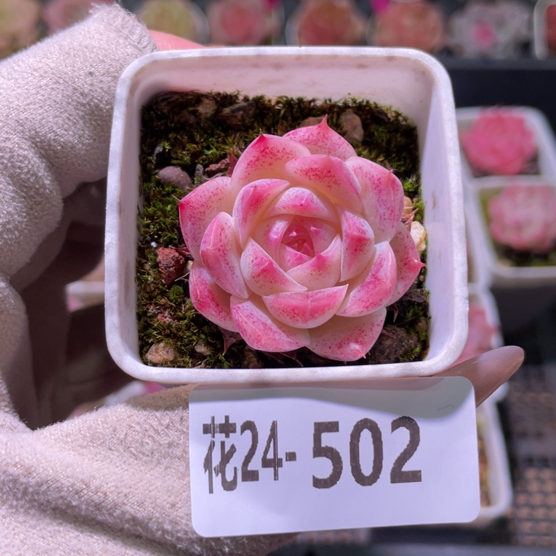 花利美24-502美瞳