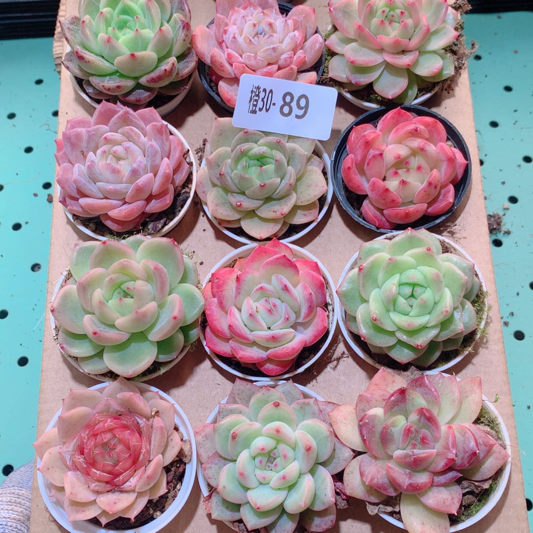 30-89一物一拍多肉带盆18颗
