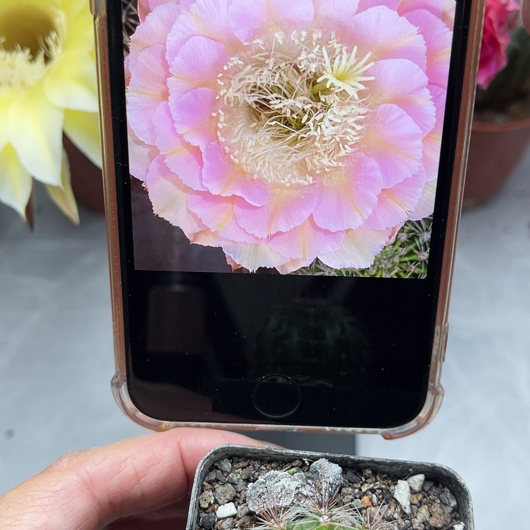 彩草重花3公分左右带根