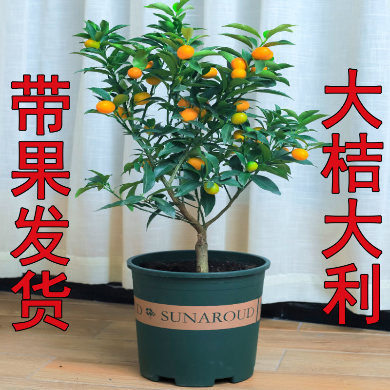 金桔树盆栽带果发货室内客厅植物可食用脆皮金桔树树苗四季观赏