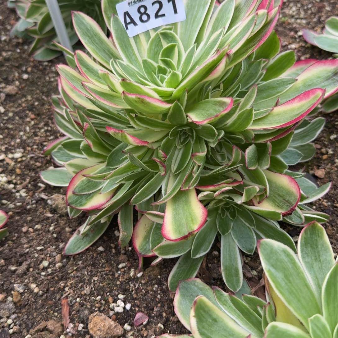 改*821海王到秋天。多肉植物