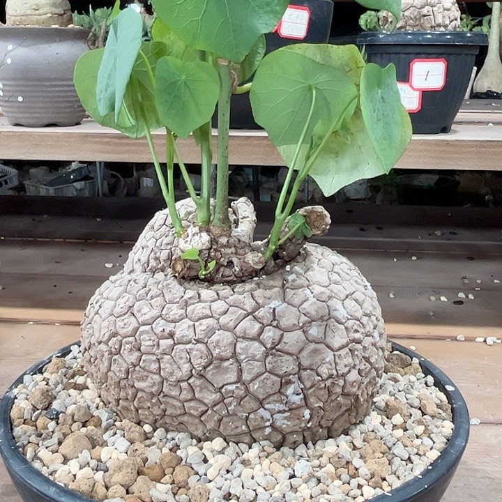 4龙甲龟哈哈哈哈哈哈哈