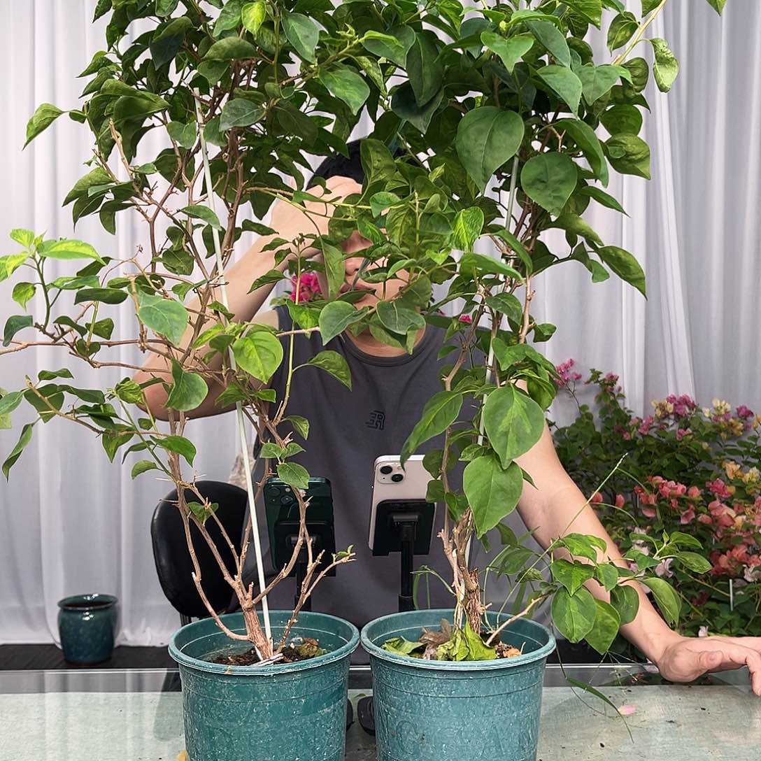 大部分开放少量花苞暗班五包带竹一颗