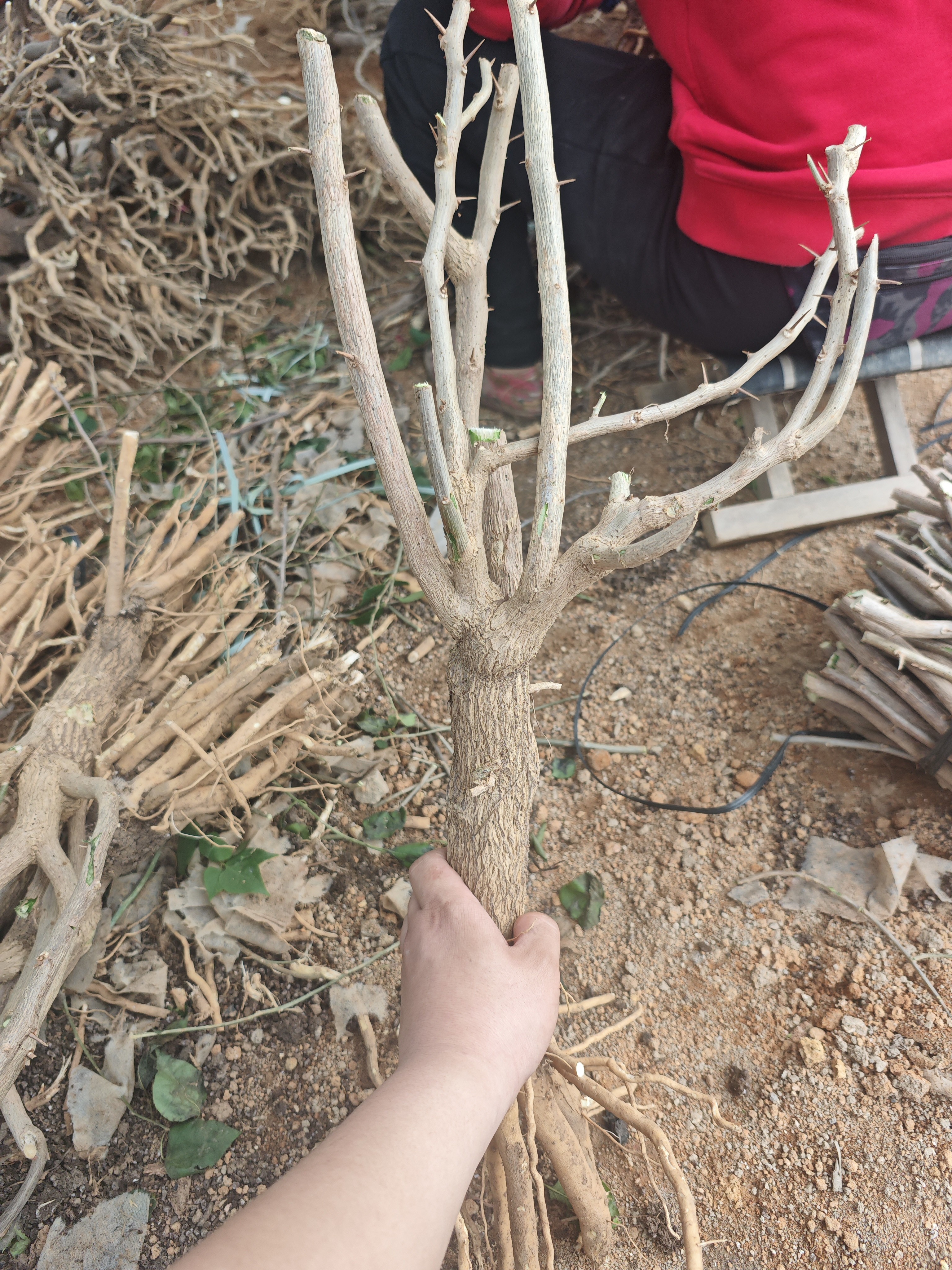 三角梅一物一拍老庄