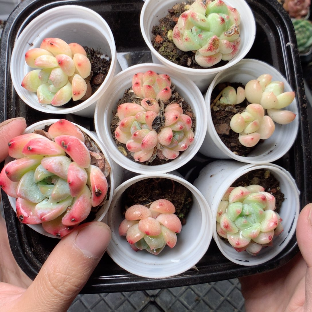 无花朵W52白桃汽水yyy