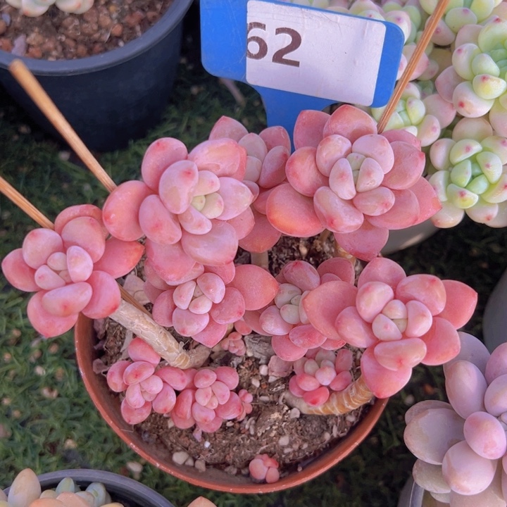 健健康康平平安安