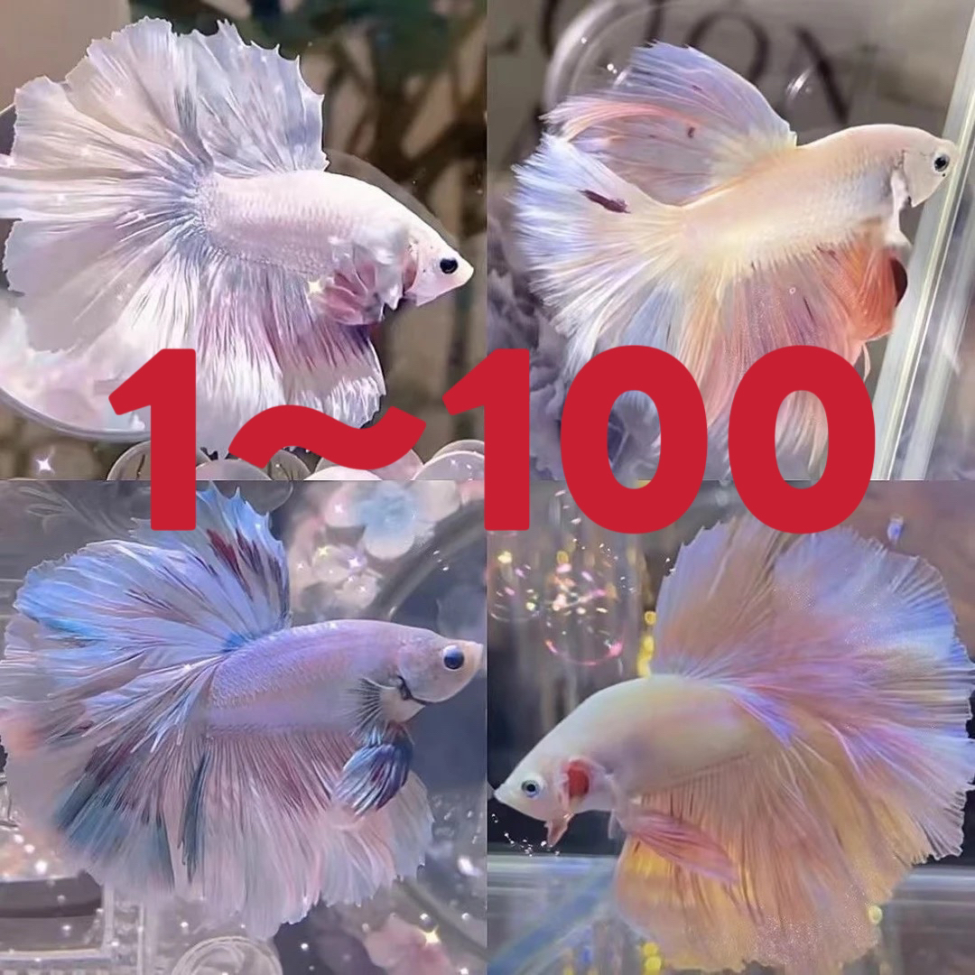 精品泰国斗鱼【1-100】新奇宠物婚纱鱼网红大尾巴热带观赏鱼灯光鱼