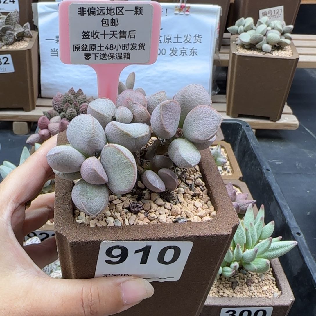 910黛安娜多肉植物
