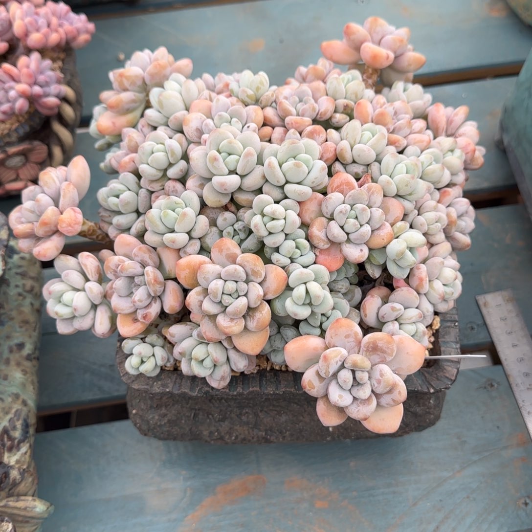 一物一拍497号111111