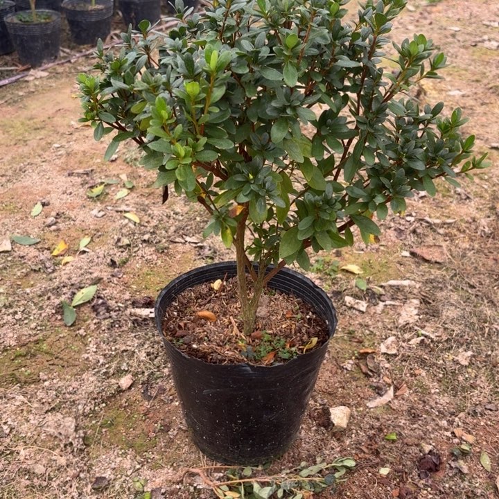 完全开放都美人杜鹃花