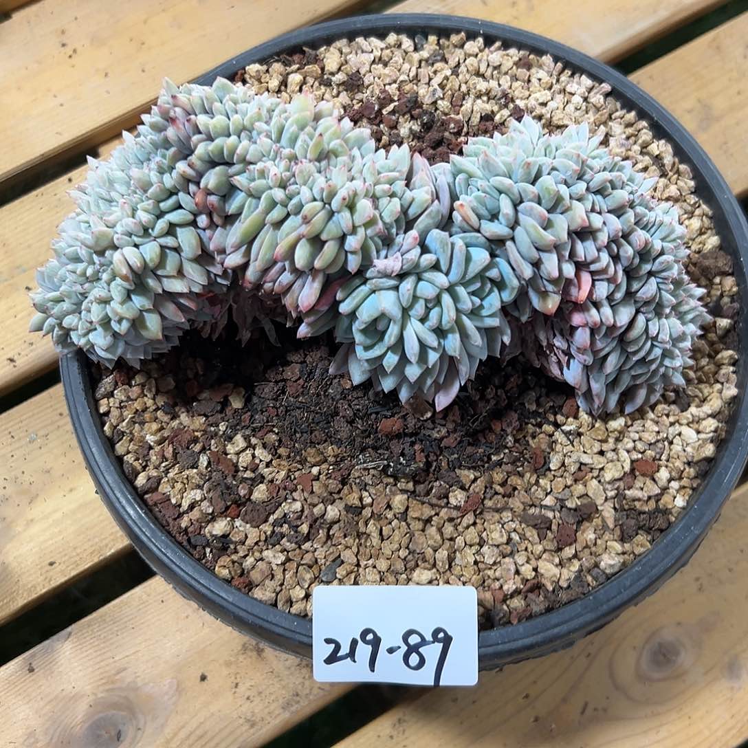 219-89橙子缀化多肉