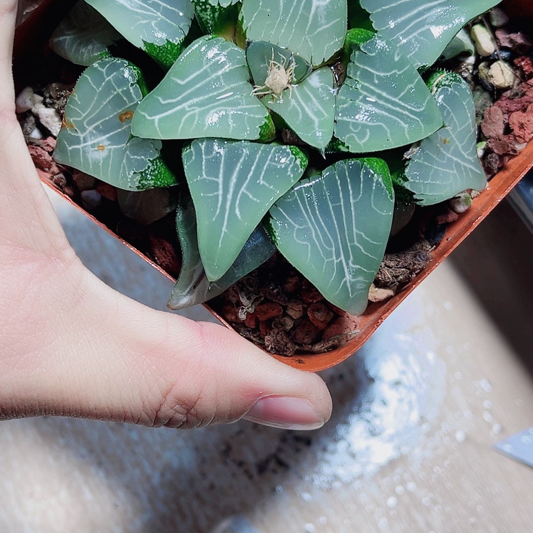 白盆中好发货的月影寿