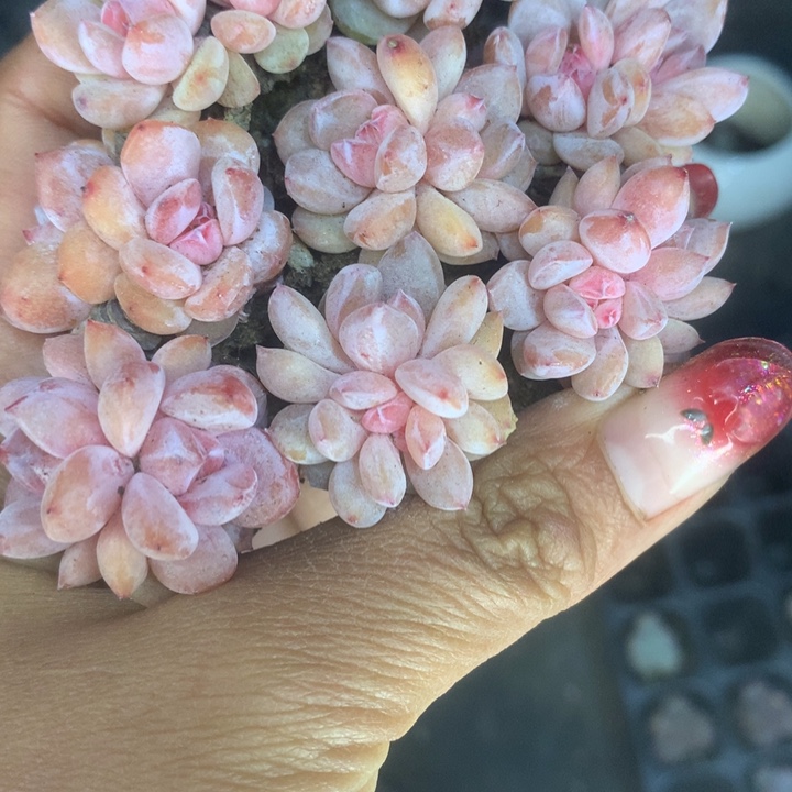 樱花双。7颗。  包邮