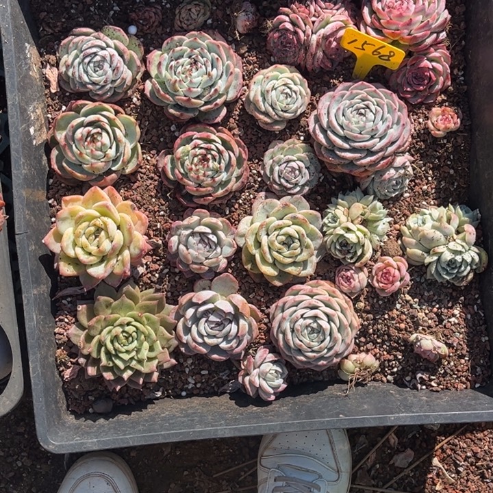 1568多肉5878888.0008