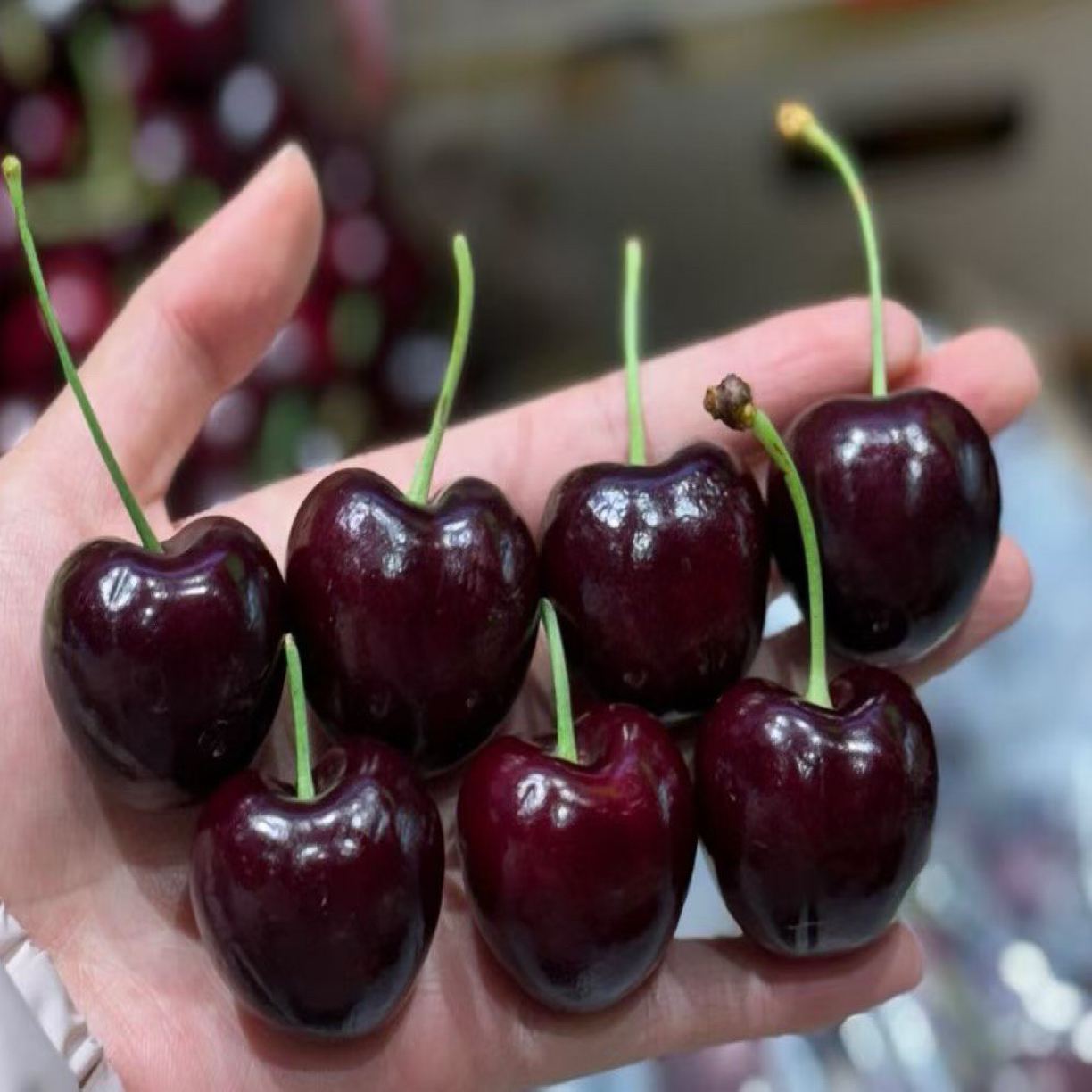 海运智利进口桑提娜车厘子应季水果脆甜JJD大樱桃KG桑提娜智利