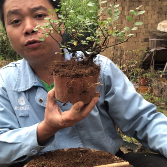 张***軒无花朵盆景盆栽植物（不包成活率，不退不换）