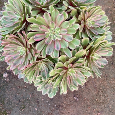 多肉植物花脸粉黛锦。