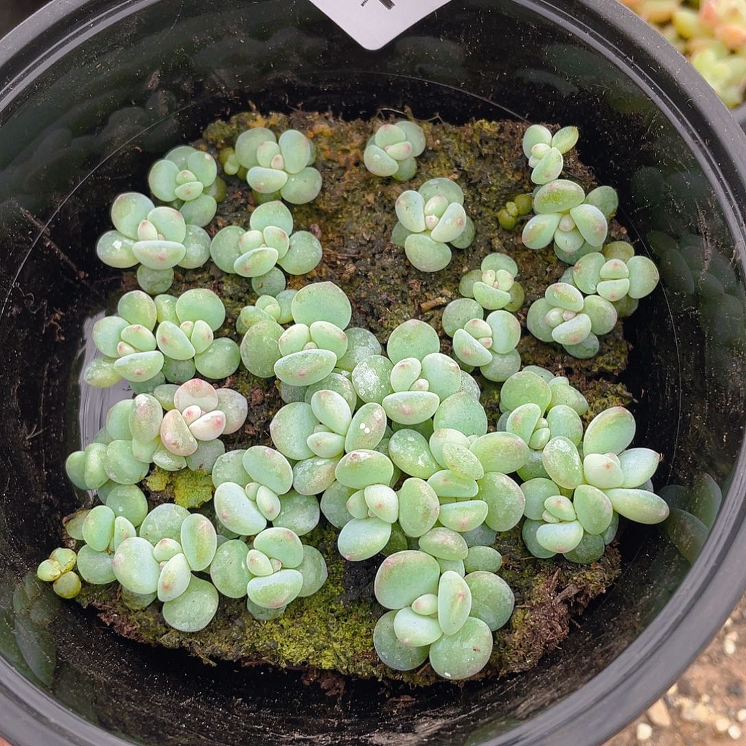 多肉植物多肉植物1027