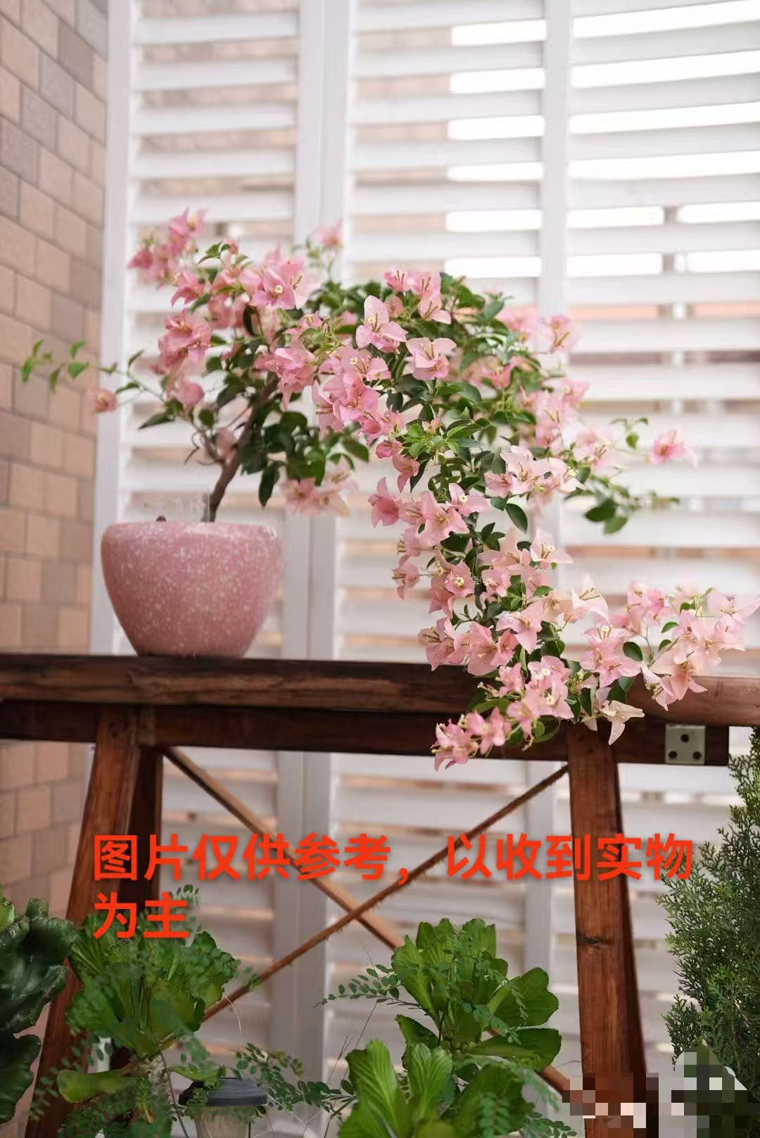 【卡亚塔】一物一拍基地直发阳台庭院可垂丝可飘枝可爬藤带花发货