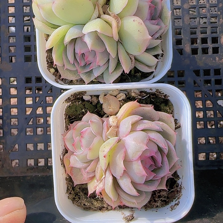 花时光精品多肉90