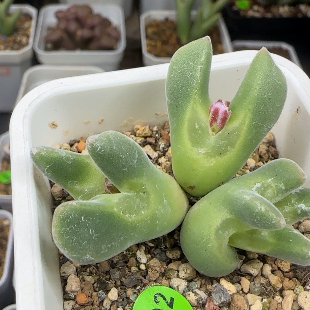 大眼睛空蝉缀化群生402