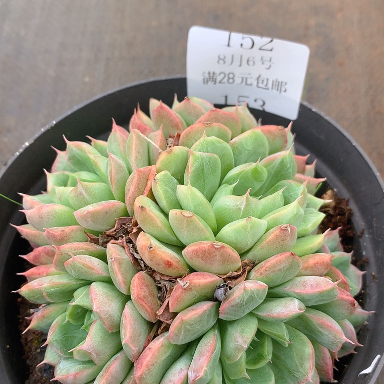 【闪购商品】云152号