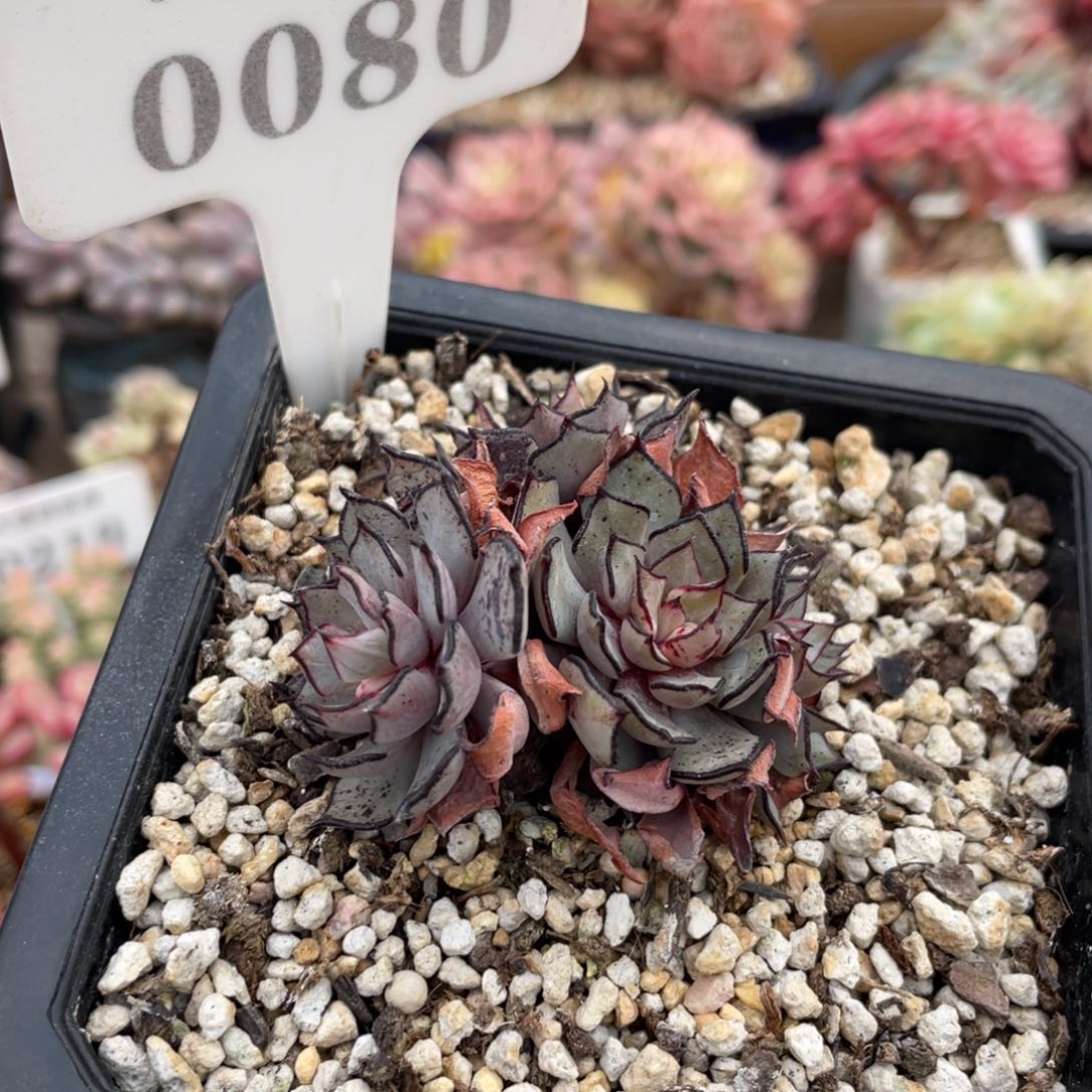 0080剑奇诺娃不带盆6厘米