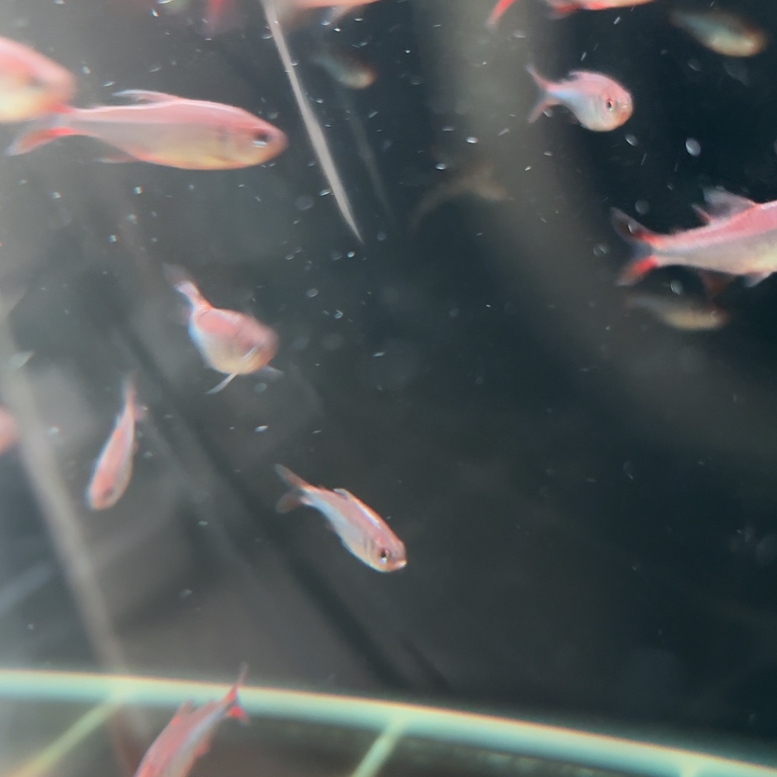海水超级大号的蓝钻红梅1条