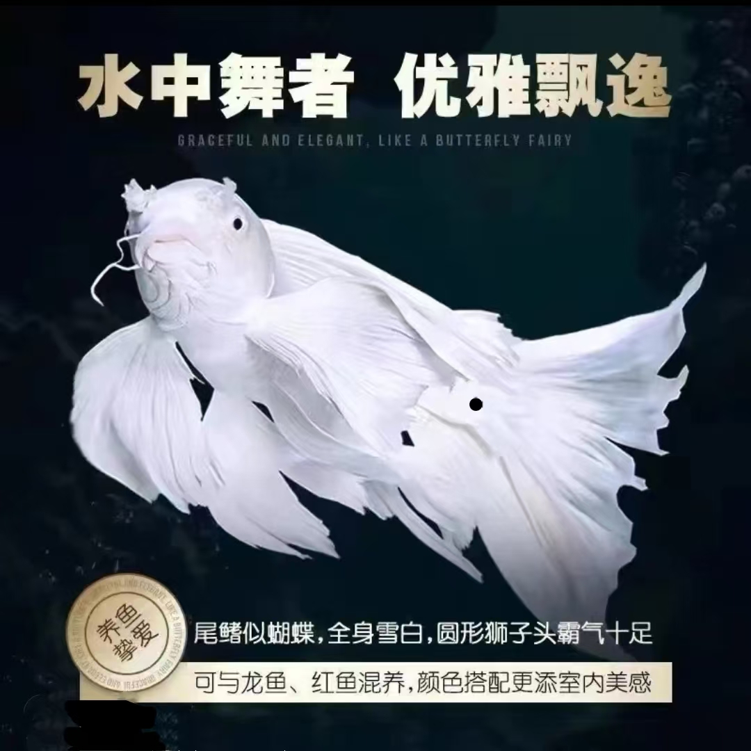 天源蝴蝶鲤三号链接