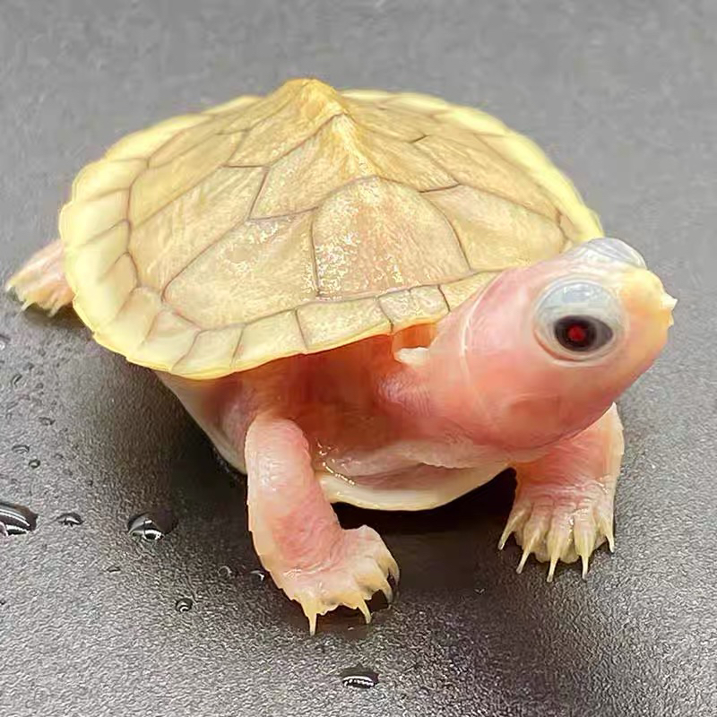 活体宠物活体龟7