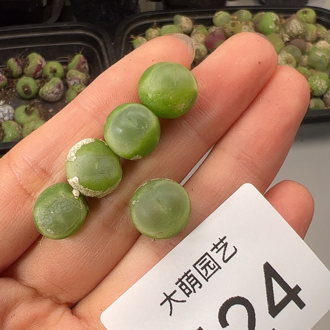 一物一拍             424