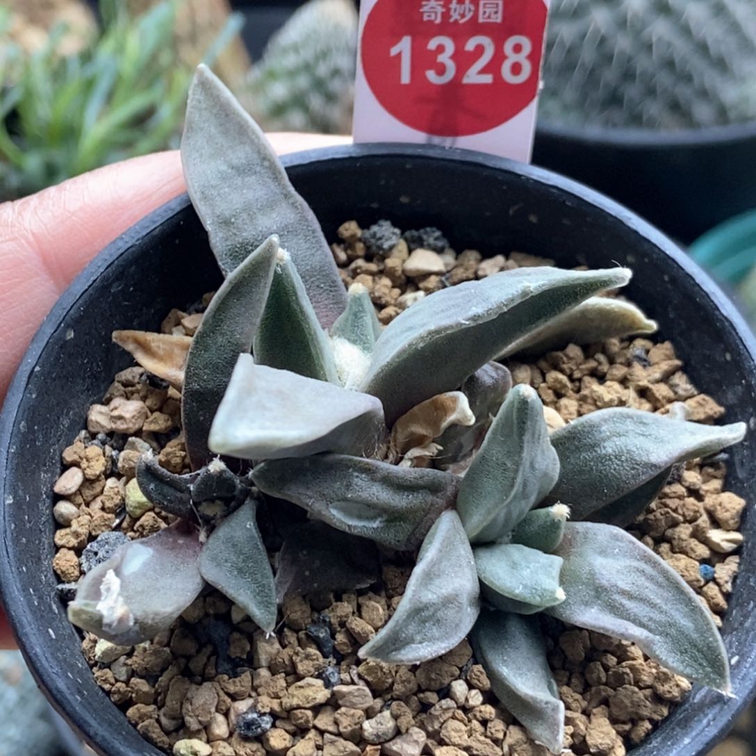 实生牡丹群一颗仙人球