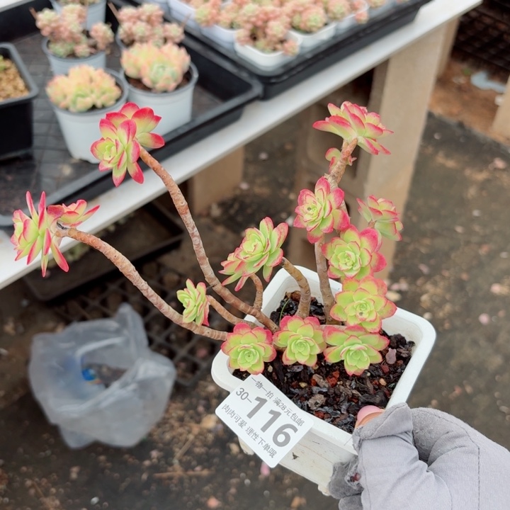 圆叶薄化妆有砍无盆土发货